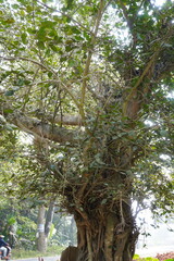 banyan tree with roots
