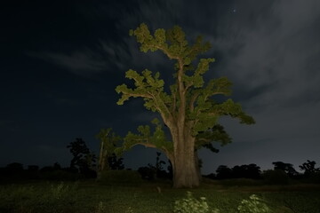 West Africa. Senegal. A moonlit night over a grove of giant baobabs in the valley of the La Simone...