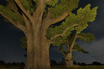 West Africa. Senegal. A moonlit night over a grove of giant baobabs in the valley of the La Simone River near the town of Nguekhokh.