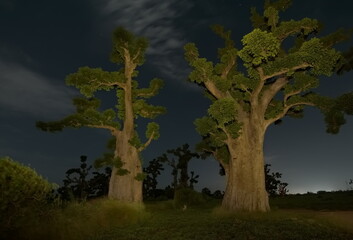 West Africa. Senegal. A moonlit night over a grove of giant baobabs in the valley of the La Simone...