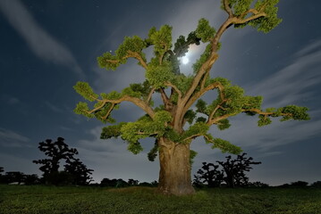 West Africa. Senegal. A moonlit night over a grove of giant baobabs in the valley of the La Simone...