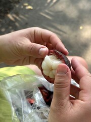 A person is gently holding a ripe mangosteen fruit in their hands