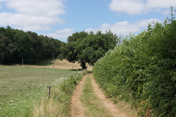 An open road winds through lush green fields and trees, beneath a vibrant blue rural sky.