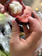 A person is carefully holding a ripe mangosteen in their hands