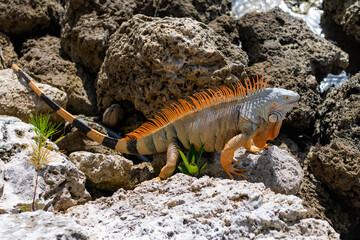 Exotic iguana reptile. Exotic reptile animal. Wildlife fauna. Wild iguana lizard. Iguana lizard on the stone. Camouflage colors