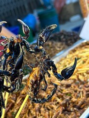 A person is carefully holding a scorpion on a long stick in their hand
