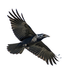 Obraz premium Black Bird in Flight isolated on transparent background cutout, Png, Cutout