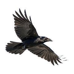 Obraz premium Black Bird in Flight isolated on transparent background cutout, Png, Cutout
