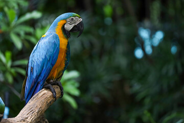 Close up head the Blue macaw parrot bird in garden
