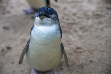The Fairy penguin or blue penguin is so cute and local animal in phillip island,Australia