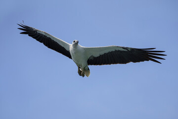 Eagle flying in blue sky, White-bellied sea eagle in Malaysia