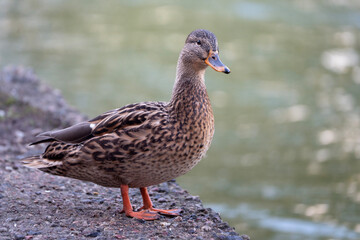 mallard, wild duck standing in the park, Anas platyrhynchos full view