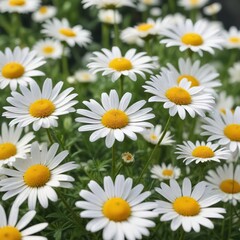 Obraz premium White chamomile flowers gently swaying in the breeze, harvest, bright, floral garden, sunny