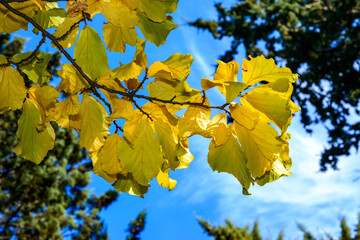 Parrotia persica - a branch of a tree in autumn with beautiful red-yellow leaves on a background of a blue sky