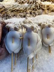 A row of fresh squid on skewers beautifully sitting on top of ice