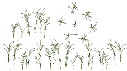 field grass isolated on transparant background. 3d illustration