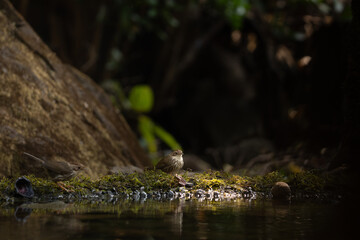 A puff throated babbler near pong waiting for a bath in the jungle of tahmini ghat in Maharastra in India