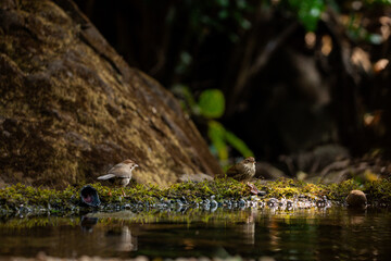 A puff throated babbler near pong waiting for a bath in the jungle of tahmini ghat in Maharastra in India