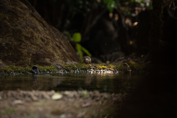 A puff throated babbler near pong waiting for a bath in the jungle of tahmini ghat in Maharastra in India