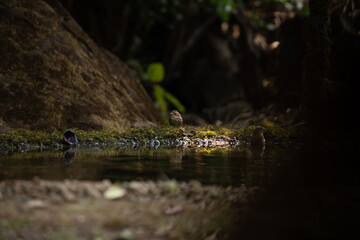 A puff throated babbler near pong waiting for a bath in the jungle of tahmini ghat in Maharastra in India