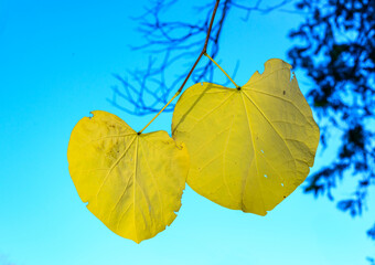Obraz premium Cercis canadensis - tree branch in autumn with beautiful yellow leaves