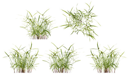 ray grass isolated on transparant background. 3d illustration