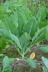 closeup the bunch ripe green cauliflower plant with soil heap growing in the farm soft focus natural green brown background.