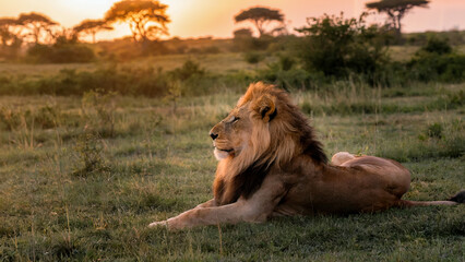 A majestic lion lounging on a grassy savanna, with the golden sun setting behind a few scattered acacia trees in the distance.