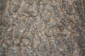Old coniferous tree trunk, texture of cracked tree bark