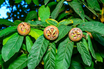 The medlar or common medlar - Mespilus germanica, brown edible sweet fruit with seeds on the...