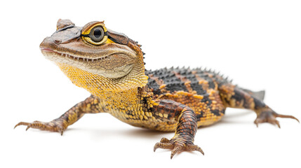 Obraz premium Alligator side view reptile animal lizard isolated on a white background