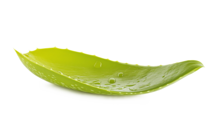 Aloe vera leaves aloe plant leaf isolated on a white background