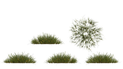 marram grass isolated on transparant background. 3d illustration