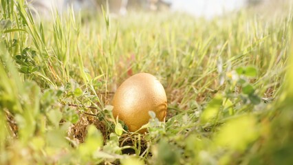 A Golden Easter Egg Lies Hidden Amongst the Grass, Bathed in Sunlight.