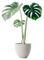 PNG Monstera deliciosa plant leaf monstera minimalist.