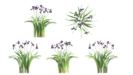 blue flag spring isolated on transparant background. 3d illustration