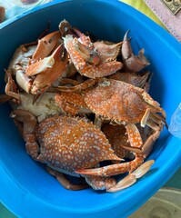 A vibrant blue bowl filled with various crabs is resting on a table