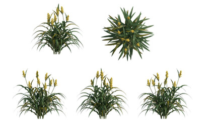 great milles grass isolated on transparant background. 3d illustration