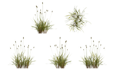 Fototapeta premium green foxtail grass isolated on transparant background. 3d illustration