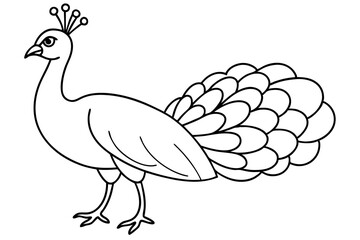  a cute peacock line art vector illustration