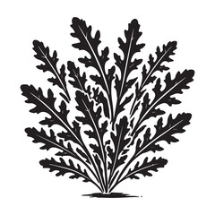 Arugula Silhouette Vector Illustration, Solid White Background.