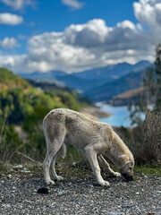 street cat eats food near the house. High quality photo