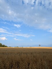 Wheat field in the sun