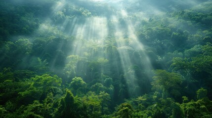 Obraz premium Sunbeams Through the Mist: A Tropical Forest Awakens