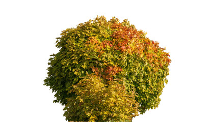 Round tree in the shape of a ball. Small decorative maple tree with a dense crown, green and red...