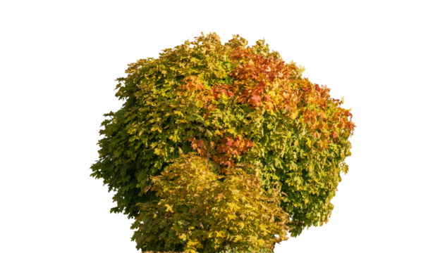 Round tree in the shape of a ball. Small decorative maple tree with a dense crown, green and red autumn leaves, like a bush. Isolated object on a transparent background.