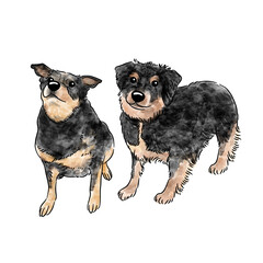 black and brown puppies