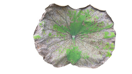 Cut out image of an almost dry lotus leaf on a white background with clipping paths. Ideal for various design projects and educational purposes.