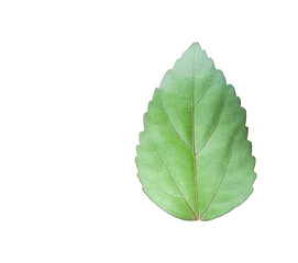 Obraz premium Cut out Hibiscus rosa sinensis L leaf also known as Rose Mallow or Chinese Rose on a white background with clipping paths for versatile design use