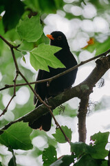 Blackbird on a tree branch in the middle of the forest